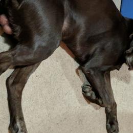 Labrador Retrievers from DeBruin Labrador Retrievers