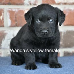 Yellow female - Black female Labrador Retriever puppy in Mississippi from Sure Shot English Labs
