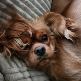 Bell - Cavalier King Charles Spaniel