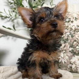 Anastasia - Black and tan female Yorkshire Terrier puppy in Puyallup, Washington from Majestic Mtn Pups