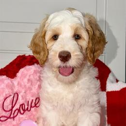 Audrey - female Australian Labradoodle puppy in Beecher, Illinois from Erica’s Doodles