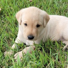 Labrador Retrievers from Walz's Summer Day's British Labs