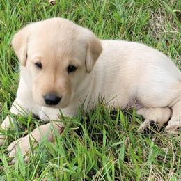 Labrador Retrievers from Walz's Summer Day's British Labs