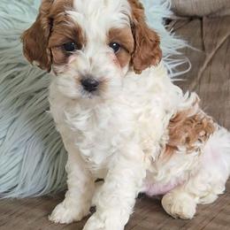 Topaz - Blenheim male Cavapoo puppy in Blackfoot, Idaho from Rocky Desert Goldens and Cavaliers