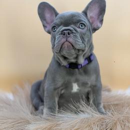 French Bulldog Puppies from Heaven Lee French Bulldogs