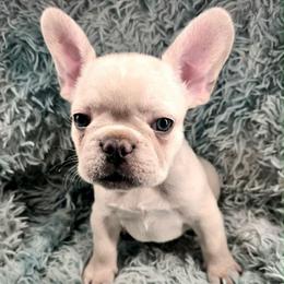 Hank - White male French Bulldog puppy in Waitts Lake, Washington from Best Friend standard Frenchies