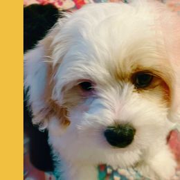 Bruiser-Male Cavapoo - White Cavapoo puppy in Greenville, South Carolina from Cavapoos of Cross Hill