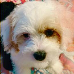 Bruiser-Male Cavapoo - White Cavapoo puppy in Greenville, South Carolina from Cavapoos of Cross Hill