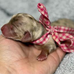Chocolate dapple girl - Dapple female Dachshund puppy in Winter Haven, Florida from Davidson's Dachshunds