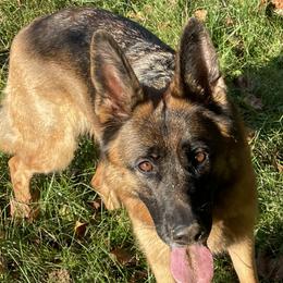 German Shepherd puppies from Adelheid Shepherds