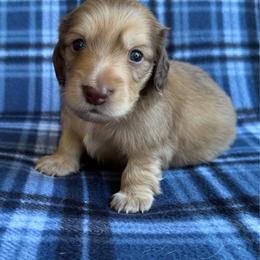 Yellow collar - Cream male Dachshund puppy in Cherry Valley, California from Sugar and Spice Dachshunds