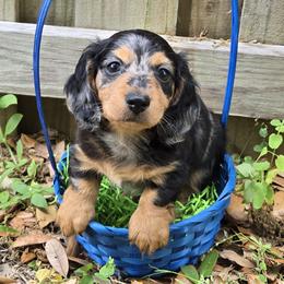 Black and Tan Dapple Male - Dapple male Dachshund puppy in Avon Park, Florida from Dachshunds