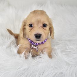 Dark cream - Cream female Dachshund puppy in Seminary, Mississippi from Down South Mavericks Dachshunds