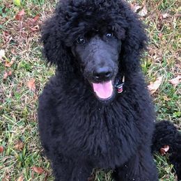 Poodle Puppies from Stone Run Standard Poodles