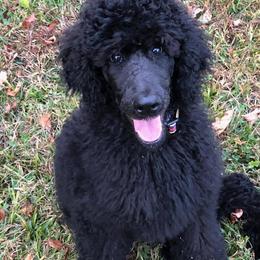 Poodle Puppies from Stone Run Standard Poodles