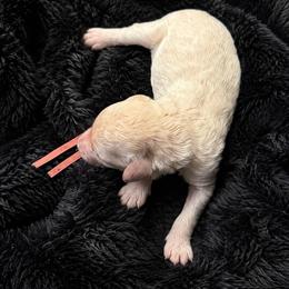 Elijah - Cream male Poodle puppy in Washington, Pennsylvania from Patriotic Poodles