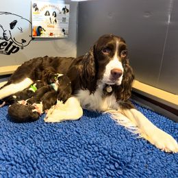 Teal - White and liver female English Springer Spaniel puppy in St. Louis, Missouri from Three Doves
