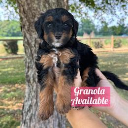 Granola - Phantom female Bernedoodle puppy in Rose Hill, North Carolina from Red Door Canines