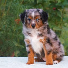 Asher - Blue merle male Miniature American Shepherd puppy in Chocowinity, North Carolina from Foxtail Hollow