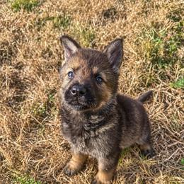 Pink collar - Sable female German Shepherd puppy in Canterbury, Connecticut from Nachtwaechter German Shepherds, LLC