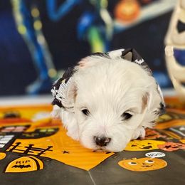 Tiger yellow boy 4 - White and buff male Bichon Frise puppy in Lavon, Texas from Sissy’s Heavenly Paws