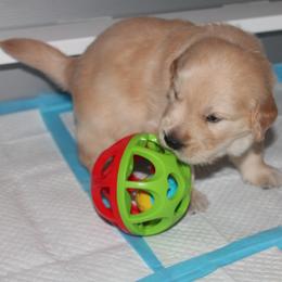 Golden Retriever Puppies from Life is Golden