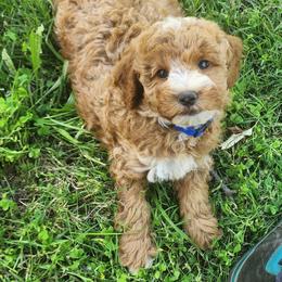 Mini Blue - Red  male Goldendoodle puppy in Los Molinos Ca, California from Sunshine Sanctuary Doodles