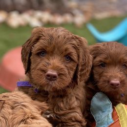 Australian Labradoodle Puppies from Cascade Canyon Labradoodles