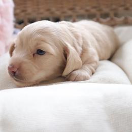 Orange collar - Cream male Dachshund puppy in Mc Donough, Georgia from Hot Diggity Doxies