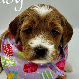 Daisy - Red  female Goldendoodle puppy in Travelers Rest, South Carolina from Bailey Mountain Doodles