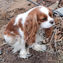 Brandy - Cavalier King Charles Spaniel