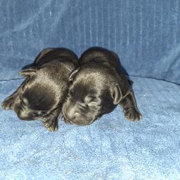 Dunkin - Black male Labrador Retriever puppy in Bemidji, Minnesota from Northern Star Elite Quality Labrador Retrievers