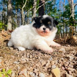 Tootsie - Black parti female Pomeranian puppy in Buck Valley, Pennsylvania from Buck Valley Pomeranians