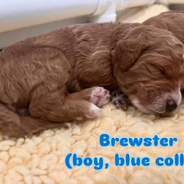 Blue - Red  male Goldendoodle puppy in Guntersville, Alabama from Carefree Goldendoodles