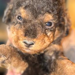 Boy 5 - Phantom male Goldendoodle puppy in Holly, Colorado from Vida’s Loving Doodles