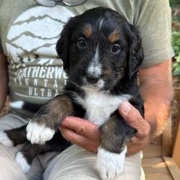 Cricket - Tri-color female Bernedoodle puppy in Ferguson, North Carolina from Elevated Standards NC