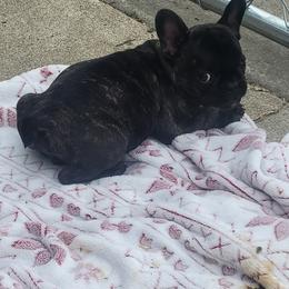 French Bulldog Puppies from Absolute Frenchie Connection