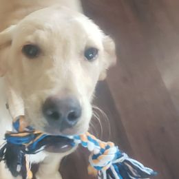 Labrador Retrievers from Buck's Labradors