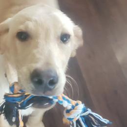 Labrador Retrievers from Buck's Labradors
