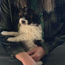 Waffles - Parti male Goldendoodle puppy in Haddam, Kansas from Golden B Acres
