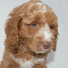 Australian Labradoodle and Goldendoodle Puppies from Silver Creek Doodles