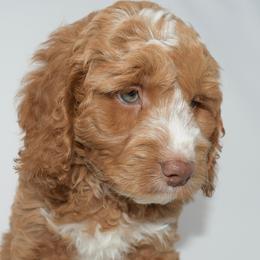 Australian Labradoodle and Goldendoodle Puppies from Silver Creek Doodles