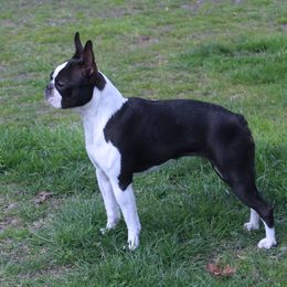 Ysma - Boston Terrier