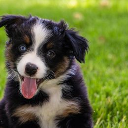 Miniature American Shepherd and Miniature Australian Shepherd Puppies from Bellewynd Acres