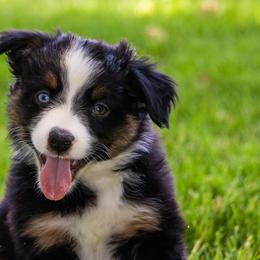 Miniature American Shepherd and Miniature Australian Shepherd Puppies from Bellewynd Acres