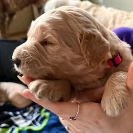 Princess Peach - Cream female Goldendoodle puppy in Puyallup, Washington from Dawnie’s Doodles