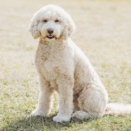 Ellie - Goldendoodle