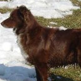 Australian Shepherds from Just Plain Aussies
