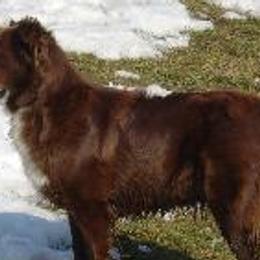 Australian Shepherds from Just Plain Aussies