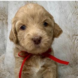Serenity - Caramel cream female Australian Labradoodle puppy in Upland, California from Kings Labradoodles